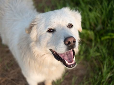 Il Cane Da Montagna Dei Pirenei Guardiano Gigante E Indipendente