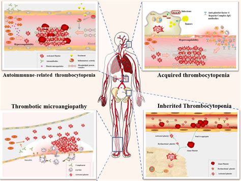 Current Induced Thrombosis Circuit Diagram