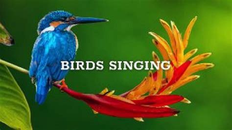 Birds Chirping Relaxing Nature Sound Atmospheres Bird Song Forest