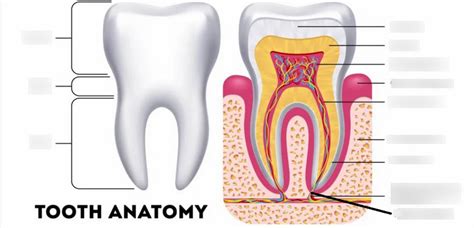 TOOTH ANATOMY Diagram Quizlet