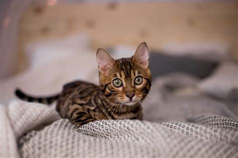 See The Cutest Cat Breeds As Kittens Readers Digest