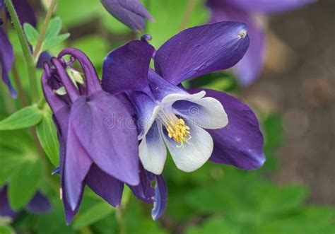 Aquilegia Columbine Morado De La Flor Del Unico Blanco Y Azul Foto De