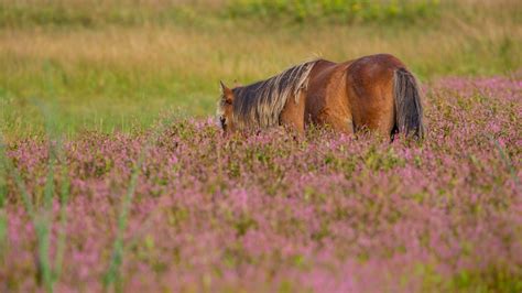 Wallpaper Animals Grass Wildlife Steppe Flower Grassland