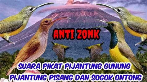 Suara Pikat Burung Pijantung Gunung Pijantung Pisang Dan Sogok Ontong