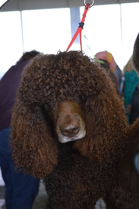 12 Absolutely Adorable Dog Breeds with Curly Hair | The Dog People by ...