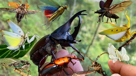 observing  beauty  insects   habitat youtube