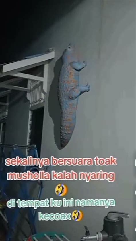 Kira Kira Berapa Tamun Yah Bisa Segede Ini Youtube