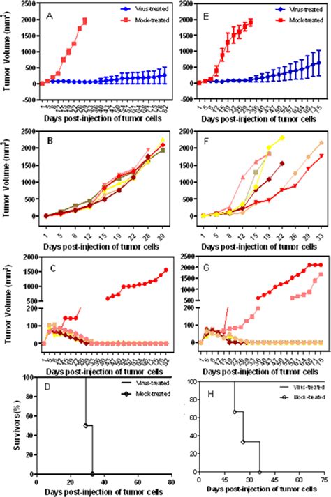 Treatment Of S C Smmc 7721 And Bel 7404 Tumors With G47Δ The Tumor Download Scientific