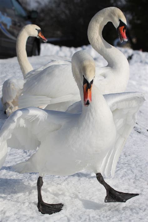 Cisnes Blanco Aves Foto Gratis En Pixabay