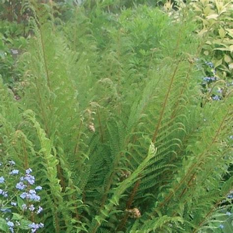 Dryopteris Affinis Fausse Foug Re M Le Grandes Frondes Persistantes