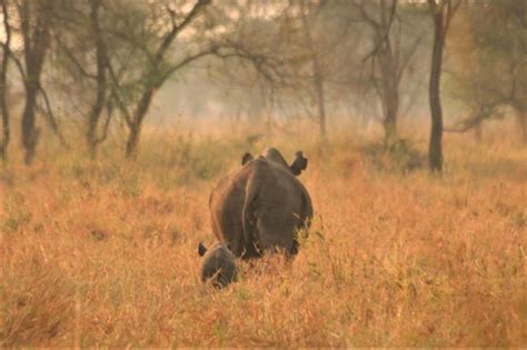 Rhino Calf Breathes New Life into Species Conservation Project - Bush Story | Singita