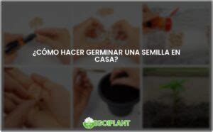 Guía para hacer germinar semillas en tu hogar EGOIPLANT