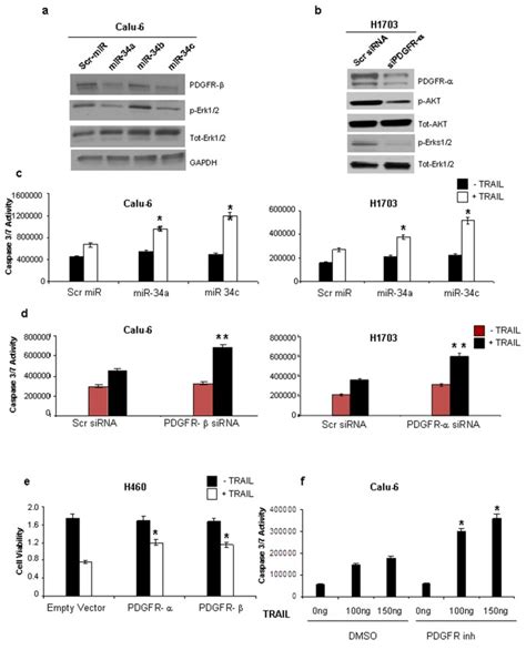 A Western Blot In Calu 6 Cells After Mir 34a 34b And 34c Forced Download Scientific