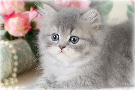 Blue Smoke Teacup Persian Kitten For Sale Blueberryultra Rare Persian