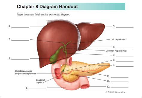 Med Term Ch 8 Digestive System Liver Diagram Diagram Quizlet