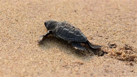 Baby Olive Ridley Turtles Make Their Way To Sea In Odisha