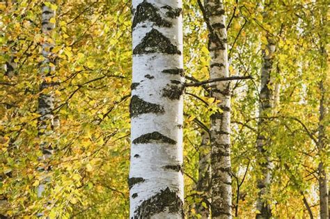 Premium Photo | White birch tree against yellow fall foliage