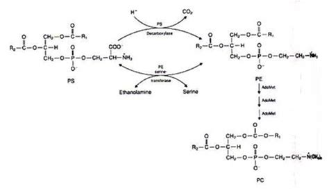 Glycerophospholipids: What is the basic biosynthesis mechanism?