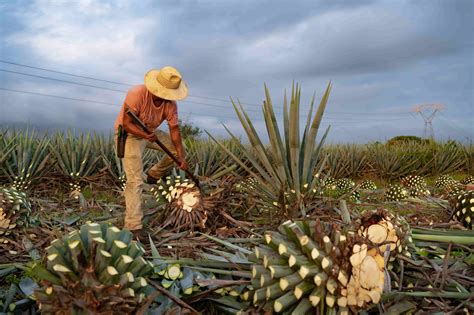 Dominando El Arte Del Tequila Gu A Completa De Cuidados B Sicos En El