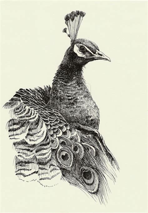 Peacock By Lidia Art On Deviantart Pen Art Work Pen Art Drawings