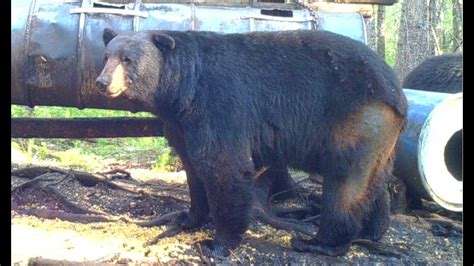 15 Record Book Black Bears Shot Compilation Manitoba Youtube