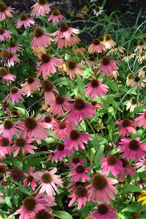 Artisan Red Ombre Coneflower Echinacea Pas1257973 In Reno Sparks