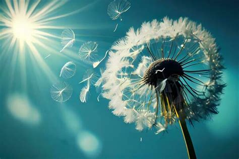 Dandelion Blowing Stock Photos, Images and Backgrounds for Free Download