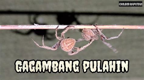 Gagambang Tarantula