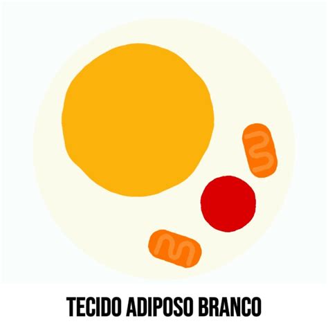 Lipodrene Termog Nico Acelerador De Metabolismo Para Emagrecer