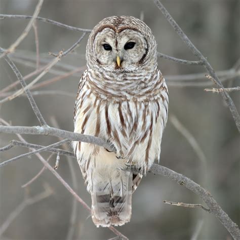 Barred Owl Birds Of The St Olaf Natural Lands · Inaturalist