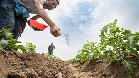 Tipos De Fertilizantes Agr Colas C Mo Se Clasifican Agrom Tica