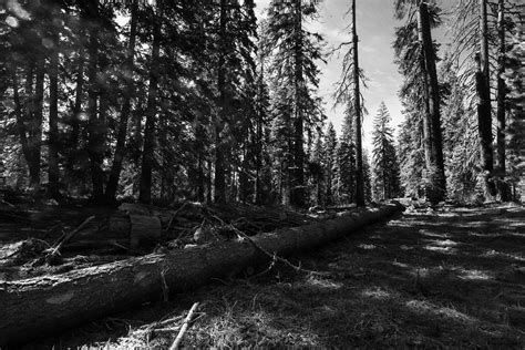 Val Cortez Photography - Sequoia National Forest