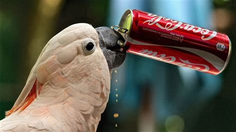 Cockatoo Parrot Is Drinking Coca Cola HD Animals Wallpapers | HD Wallpapers | ID #49411