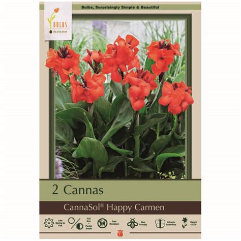 Departments Canna Happy Carmen