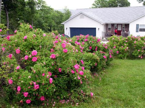 Shrub Rugosa Roses For Beautiful Cottage Gardens