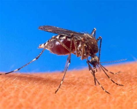 Dengue tipo 3 Fiocruz identifica casos após 15 anos e acende alerta de