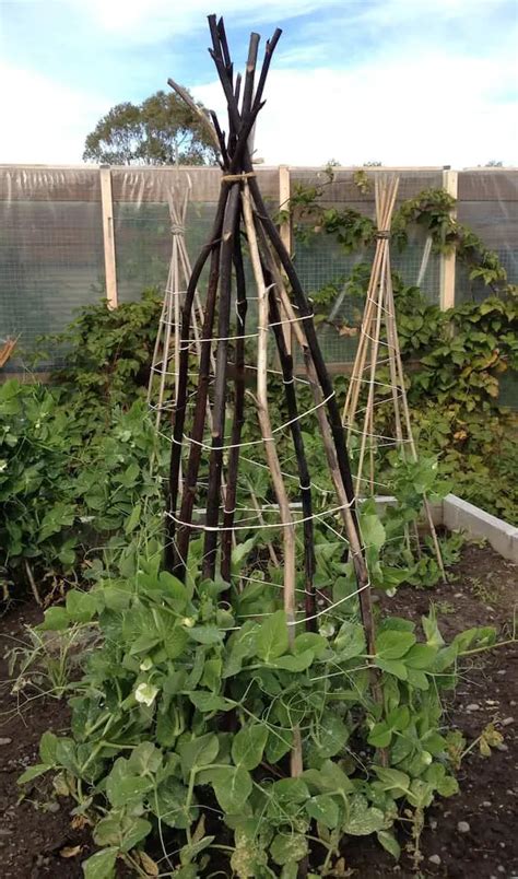 Free Easy Pea Teepees