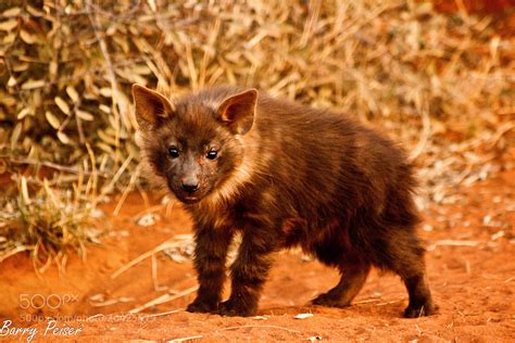 Inquisitive Brown Hyena pup by Barry Peiser / 500px