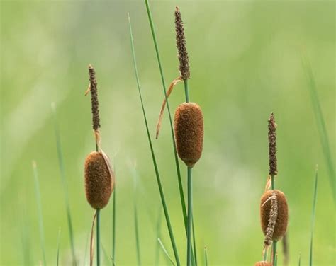 Cattails, Live Pond Plants - Etsy