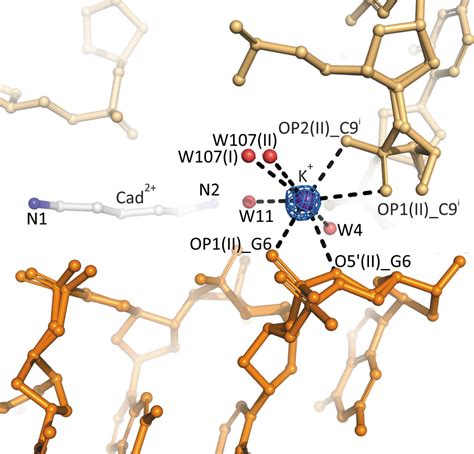 IUCr Right Handed Z DNA At Ultrahigh Resolution A Tale Of Two Hands