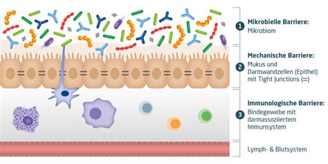 Darm Mikrobiom Aufbau Funktion und Stärkung
