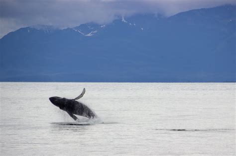 Alaska Wildlife Photos that Will Inspire You to Visit Southeast Alaska