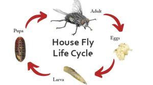 How Long Do House Flies Live House Fly Lifespan