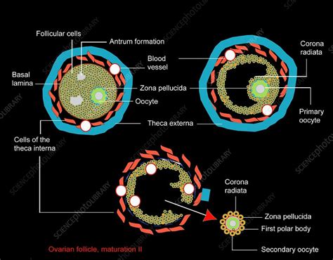 Ovarian Follicle Maturation Artwork Stock Image C0089442 Science