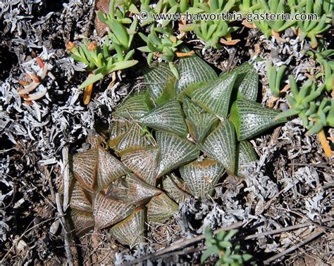 wanted    haworthias gasterias  astrolobas
