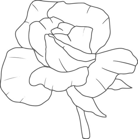 Doodle Line Art Rose Flower Bouquet Elements 11997769 PNG