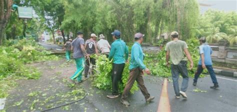 Antisipasi Pohon Tumbang Pemkot Denpasar Lakukan Perawatan Pohon