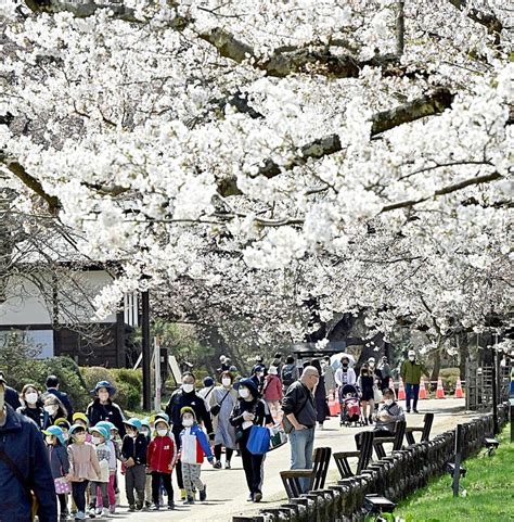 弘前公園「準まつり」開幕、園内の桜五分咲きに｜なびたび北東北