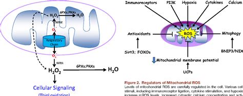 Physiological Roles Of Mitochondrial Reactive Oxygen Species