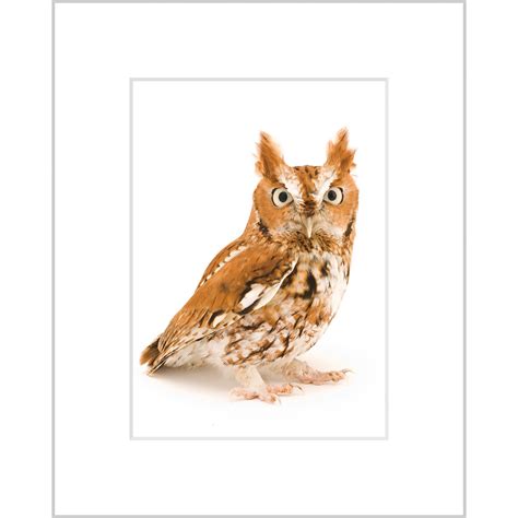 Eastern Screech Owl Red Phase Curious Critters